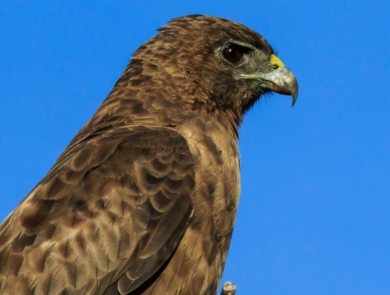 The profile of an ʻio. It has different shades of brown feathers, from light, sandy brown to a dark oak. It also has a yellow beak and large black eye.