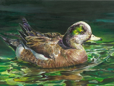 Drawing of a brown duck with a green patch above its eye sitting in greenish water.