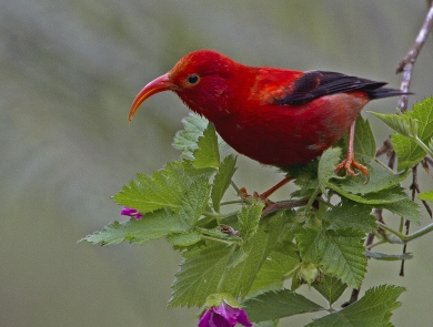 An ʻiʻiwi stands on a branch. It has bright red feathers with black wings. Its long, curved beak is open. 