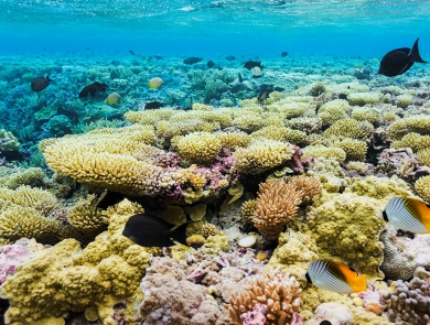 The coral reef of Palmyra. Each coral is brightly colored in hues of pink, orange, and yellow. Fish swim above them through a bright blue ocean. 