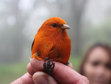 An ʻakepa beingheld. It is a bright, orange-red bird with a small beak and a black eye. 