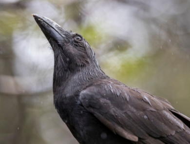 An ʻalalā looks towards the sky. It is black with a large, black beak. 
