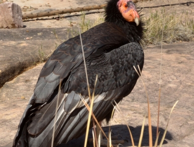A large black bird with a pink and orange face sits on brown and red rock.