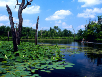 Lily pads grow on the surface of a body of water. The sky is a bright blue color. A boat can be seen in the back right side of the picture. 