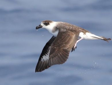 a black and white bird in flight over the ocean