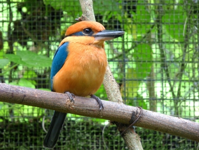 A sihek stand on a branch in a cage. It is cinnamon orange with metallic blue wings and tail. It's beak is large and black and it has a metallic blue stripe retreating from its eye like mascara.