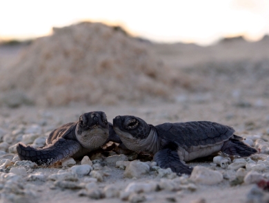 Two baby sea turtles are on together on the sand. They are dark in color with a light, tan underbelly. 