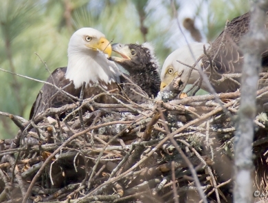 Bald eagle breeding pair in nest with chick