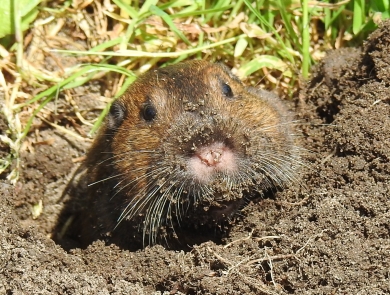 Botta's pocket gopher with its head outside of mound