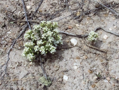 Slickspot peppergrass, a white flowering plant can be seen in the center of the frame. Hardened soil is surrounding the plant.