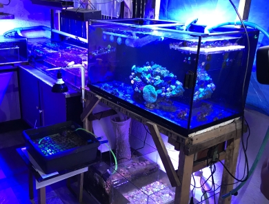corals in three aquatic tanks under blue light. 