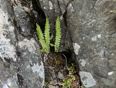 Aleutian shield fern grows out of the rocks. 
