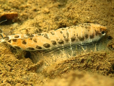 Photo of a mussel mimicking a minnow, luring a bass close enough to take a bite so baby mussels can attach to the fish's gills for a ride upstream.