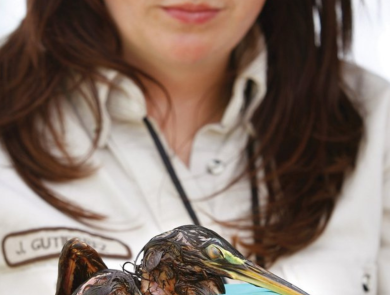 Juliette Fernandez looks down at her hands with concern as she holds a small gannet covered in oil. This bird was injured due to the Deepwater Horizon Oil Spill. 