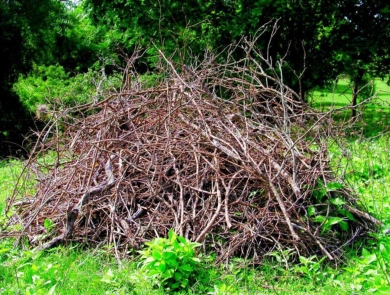 Image of brush pile