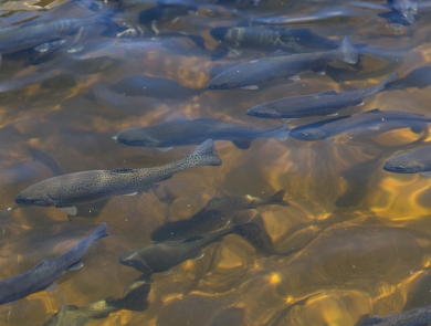 Dark gray fish are visible beneath the surface of clear water.
