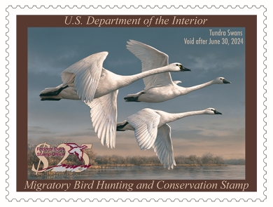 2023-2024 Federal Duck Stamp featuring three tundra swans flying across a morning sky with wetlands low on the horizon.