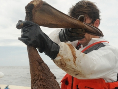 Jeff Phillips wears a life vest and holds up an injured brown pelican covered in oil after the 2010 Deepwater Horizon Oil Spill. 