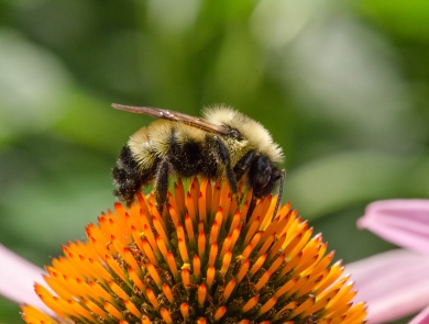 A side profile of a yellow and black fuzzy bumblebee perched on top of the orange spiked flowerhead with the pink petals of the purple cone flower and blurred green vegetation in the background