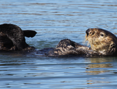 By rubbing their flippers and forepaws simultaneously, sea otters increase the efficiency of a grooming session. 