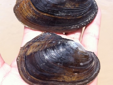 Salina mucket mussel