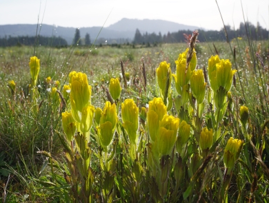 Yellow flowers of golden paintbrush with a field and mountain beyond