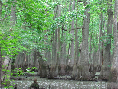 Thick-trunked trees with leafy green foliage grow out of standing water