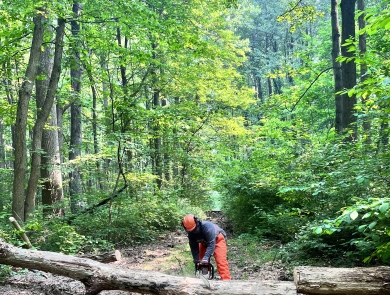 A worker chainsaws through a fallen tree to re-open a trail for recreational public use.