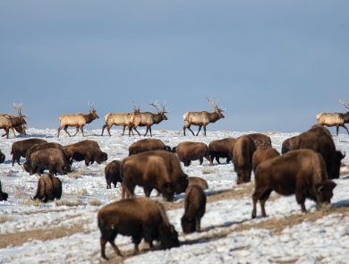 Bison and elk graze on a snow-patched field of grass
