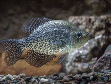 A bluish-green fish with brown gills swims above a bed of rocks