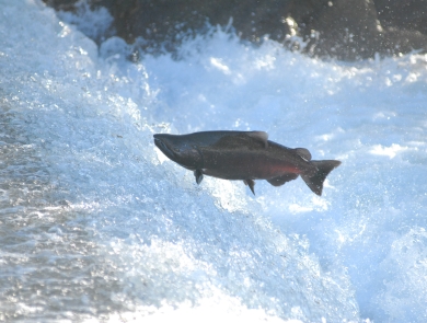 An adult Chinook salmon leaps out of the rushing white water in Pacific Northwest