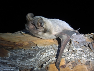 Florida bonneted bat laying on a tree branch.