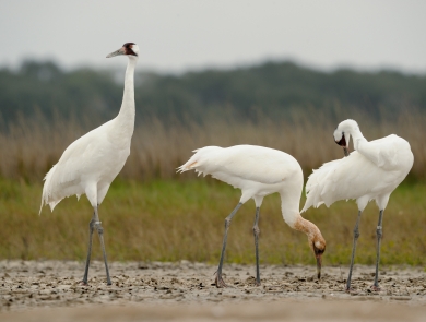 three whooping cranes 