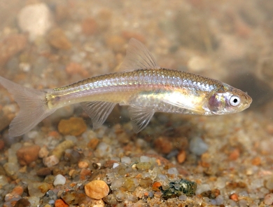 A small fish swims broadside over coarse, colorful sand.