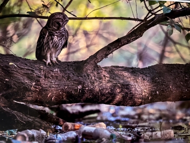 An owl on a tree limb looks at trash-filled waterway below