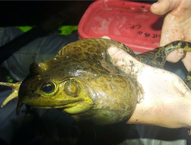 A large light green and brown frog