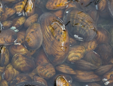 Various species of freshwater mussels from the Allegheny River in Pennsylvania