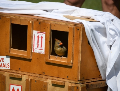 A northern cardinal, one of the species of birds recovered during the investigation into migratory songbird trafficking