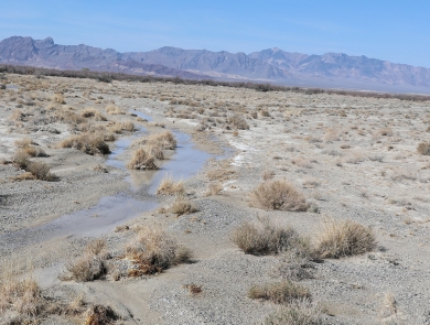 From top to bottom, blue skies, purple mountains, desert landscape with small shrubs all tan. Small body of stream-like water in the middle