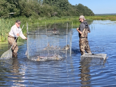 2 biologists wade in water to collect ducks from a metal cage