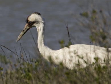 Whooping crane pauses in the vegetation at the Aransas National Wildlife Refuge
