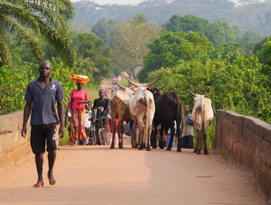 A group of people walk across a stone bridge, while cattle with thick horns pass, heading in the other direction. One woman carries a bundle on her head, and in the background there's lush greenery. 