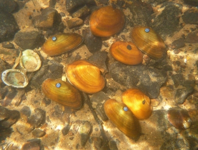 A photo of the oblong rocksnail taken by the Alabama Aquatic Biodiversity Center