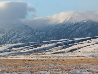 herd elk in the far distance with snow covered hills and tallk mountains behind them