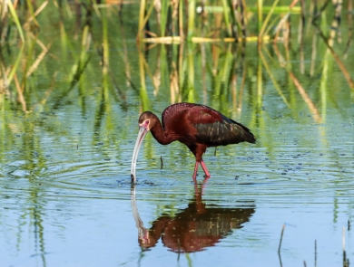 A large reddish wading bird with a long curved bill prowls a wetland, with tall grasses showing behind it.