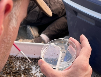 A biologists uses a fine paintbrush to sort through sand and holds a petri dish with tiny snails.