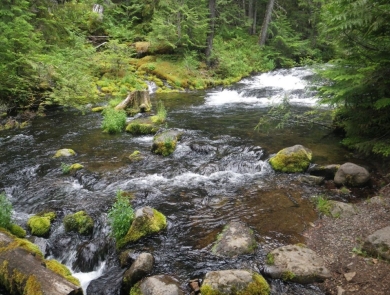 a stream flowing through a forest