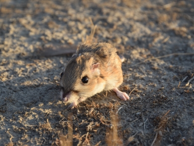 a front shot of a tan colored tipton kangaroo rat on the ground lit by a sunrise