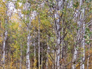 A grove of aspen trees