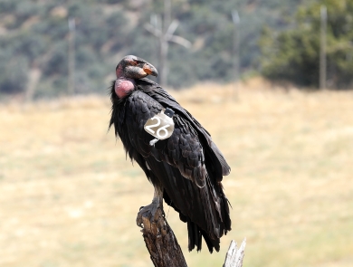 California condor with wing tag number 26 is perched atop a dead tree branch.
